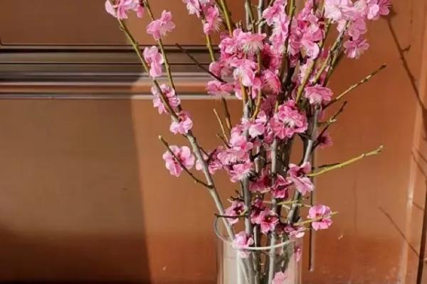 水培干枝梅花能存活多久，能存活3个月左右