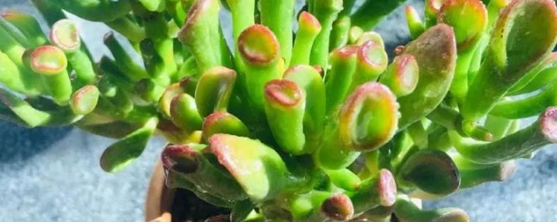 吸财树能长多大，可以长到50-80cm左右