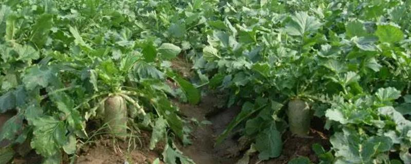 青萝卜的种植方法，通常一年四季都可以种植