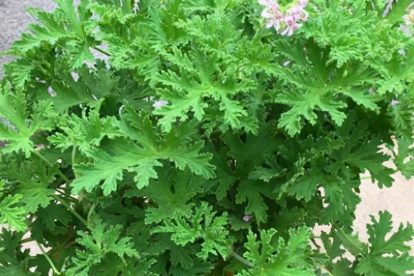 防蚊虫的树木和花草有哪些，比如薰衣草、夜来香、驱蚊草等都可防蚊