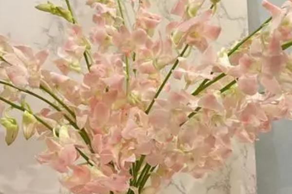 如何养殖洋兰，每隔20天要喷施一次叶面肥