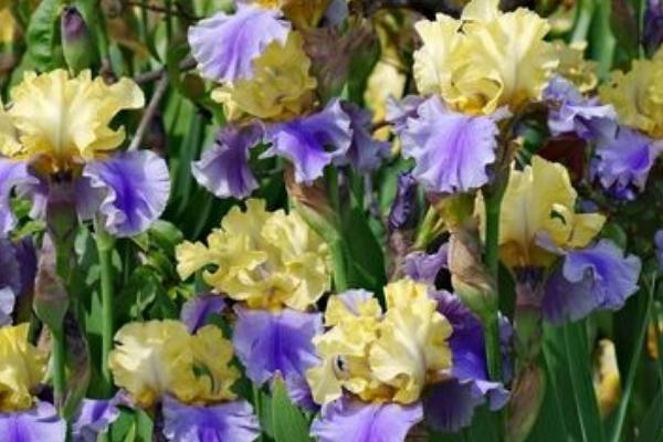 德国鸢尾怎么种植，生长期间每隔一周要施肥一次