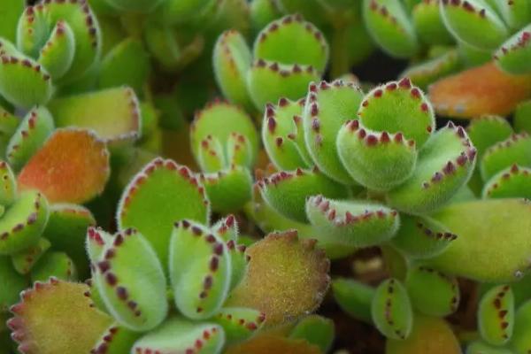 怎么养熊童子才能出现红爪子，每天要确保充足的光照时长