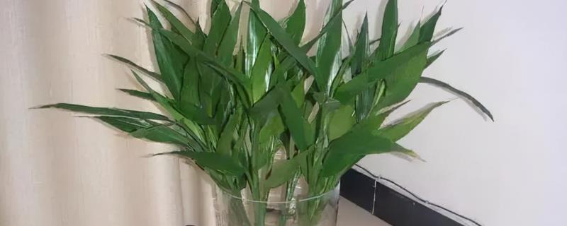 富贵竹突然变黑的原因，长期不换水或病菌感染导致