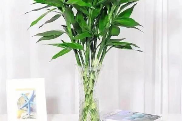 富贵竹突然变黑的原因，长期不换水或病菌感染导致