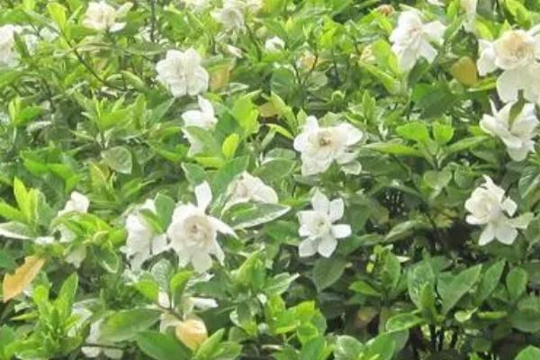 栀子花会结果吗，大花栀子不会结果