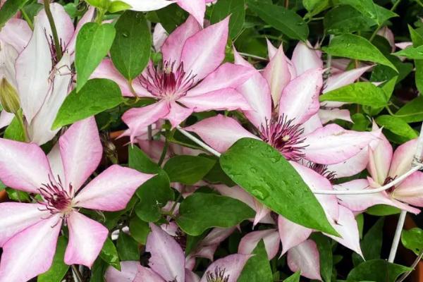 铁线莲夏季养殖方法，一定要及时遮阴