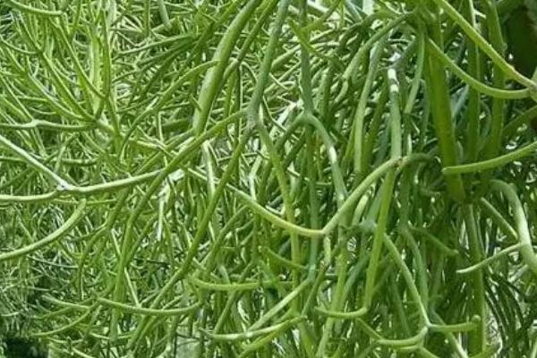 怎么让光棍树多发枝，在生长旺盛期进行砍头修剪