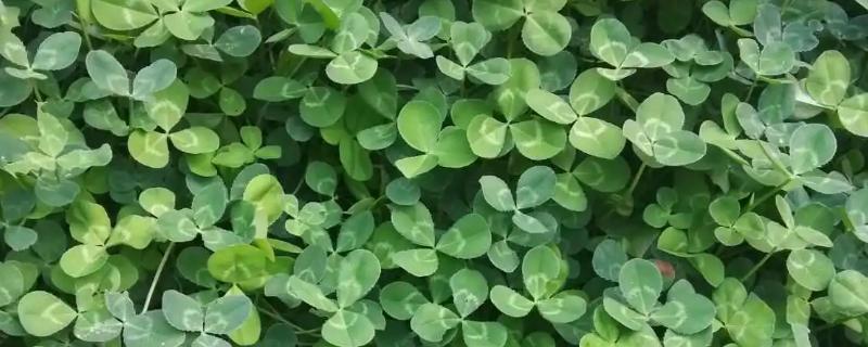 三叶草的种植技术,种植前需要先对土壤进行深耕