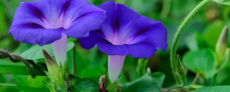 牵牛花是怎样陆续开放的呢，在早晨盛开中午就会凋谢
