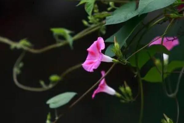 牵牛花是怎样陆续开放的呢，在早晨盛开中午就会凋谢