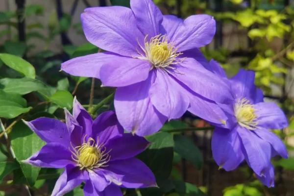 铁线莲耐寒吗，耐寒性非常强