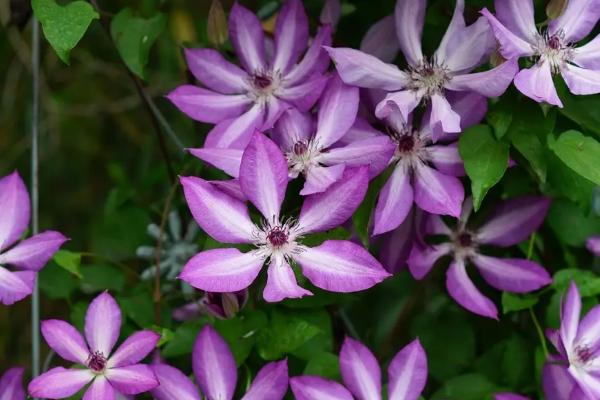 铁线莲耐寒吗，耐寒性非常强