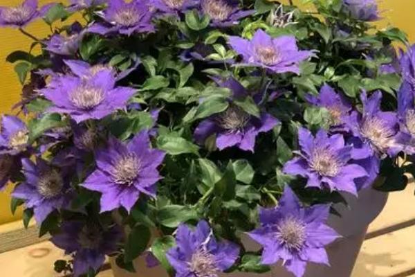 铁线莲耐寒吗，耐寒性非常强