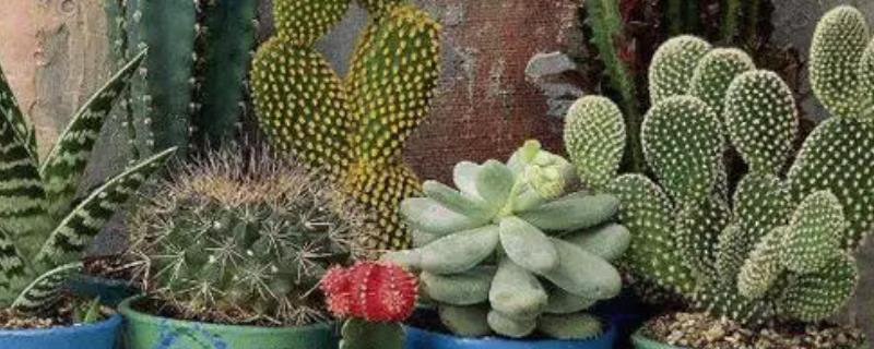 仙人掌简介，需要养殖3-5年才会开花