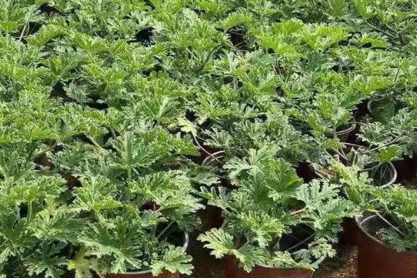 驱蚊草怎么繁殖，一般采用扦插的方法进行繁殖