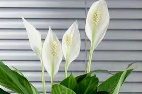 白掌花变黑需要剪掉吗，变黑后会腐烂需剪掉