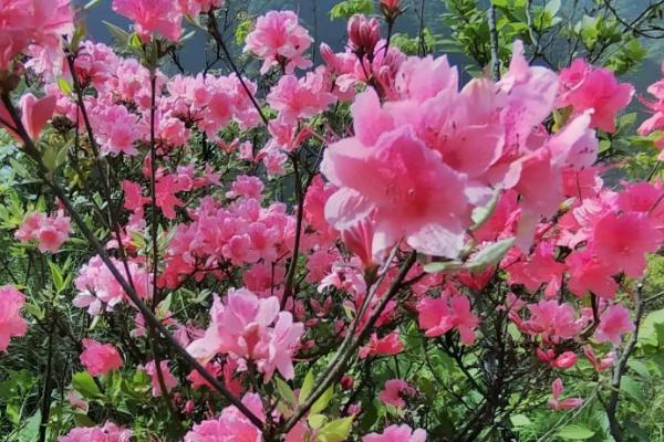 杜鹃花的扦插方法，选择在5-6月份的时候进行