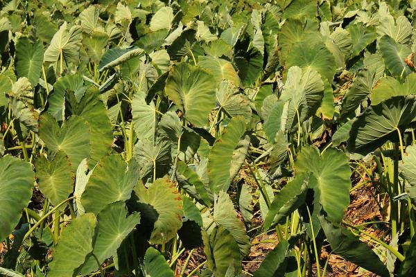 芋头的种植方法，选择无裂口、无病虫害的健壮小芋头作为种球