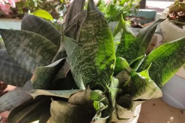 虎皮兰可以长到什么程度，养护得当可长到50-70cm左右