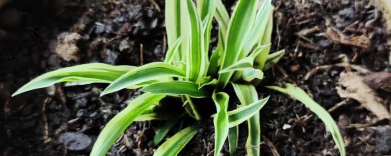 金边吊兰的繁殖方法，可采用扦插、播种、分株等方法