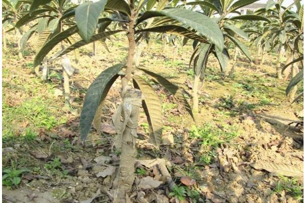 枇杷树的嫁接时间和方法，可在每年春秋两季进行