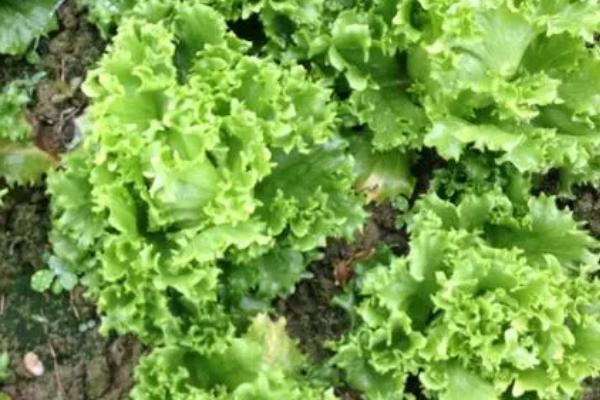 三月适合种哪些蔬菜，生菜、菠菜、白菜都适合在三月种