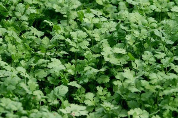 三月适合种哪些蔬菜，生菜、菠菜、白菜都适合在三月种