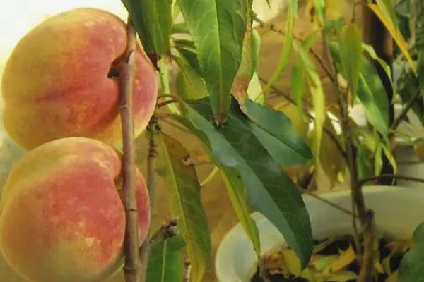 盆栽蟠桃怎么浇水，根据天气的变化来浇水