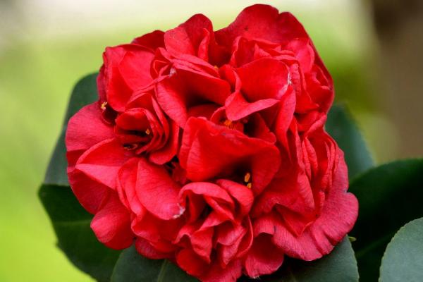 茶花的颜色有几种，有深红色、粉红色、鲜红色和白色等