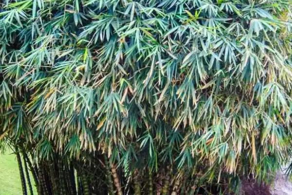 海南多彩竹怎么养,喜水但害怕水涝