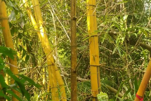 海南多彩竹怎么养,喜水但害怕水涝