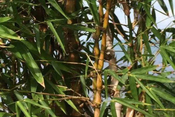 海南多彩竹怎么养,喜水但害怕水涝