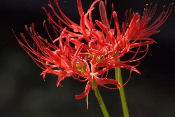 彼岸花叶子发黄了怎么办,找准原因综合防治