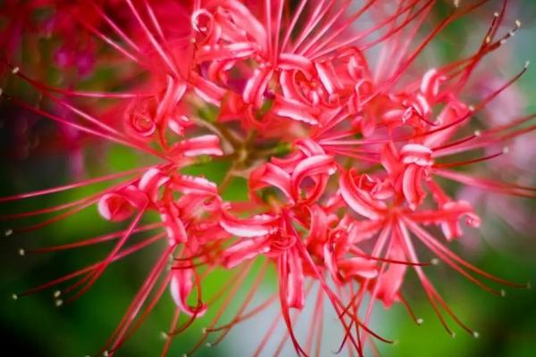 彼岸花叶子发黄了怎么办,找准原因综合防治