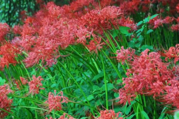 彼岸花叶子发黄了怎么办,找准原因综合防治