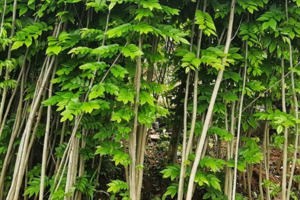 黄花梨树苗适合哪些地方种植,适合在热带地方栽种