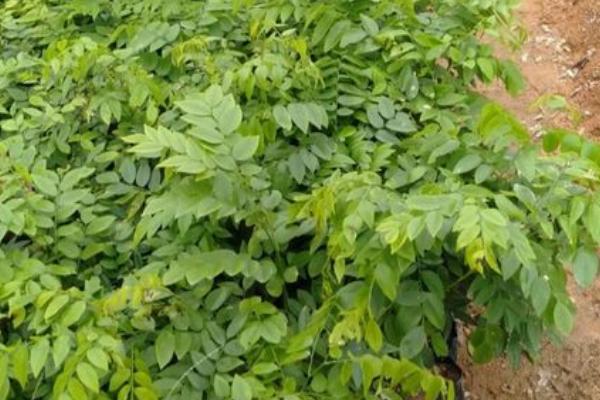 黄花梨树苗适合哪些地方种植,适合在热带地方栽种