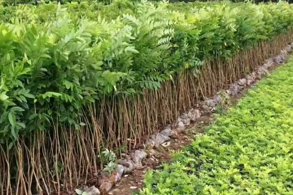 黄花梨树苗适合哪些地方种植,适合在热带地方栽种