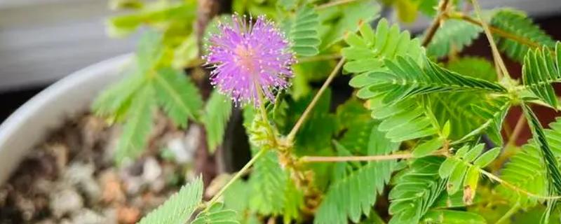 含羞草会开花吗，通常会在7-10月份开花