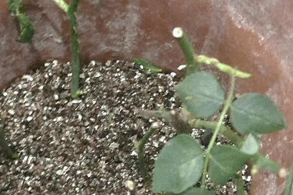 月季假活的判断方式，萌芽出现便会枯萎就是假活