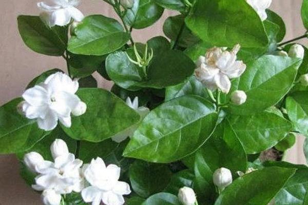 茉莉花一年开几次，一年开三次