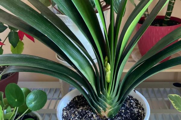 君子兰叶子上出现黄褐斑怎么办，如果是病虫害需及时喷药