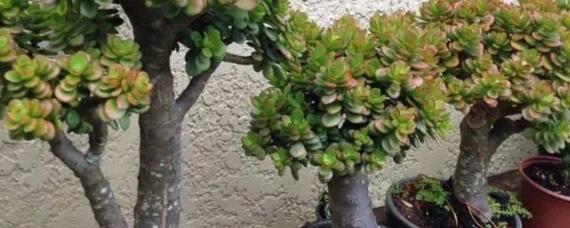 玉树会开花吗，一般要养殖15年以上才会开花