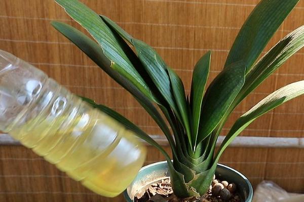 阿司匹林浇花多久一次，1-2月浇灌一次即可