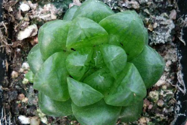 水晶玉露如何分株，春天分株为宜