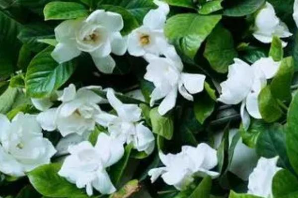 枙子花秋天怎么管理，放置到向阳的环境下给予全天候的光照