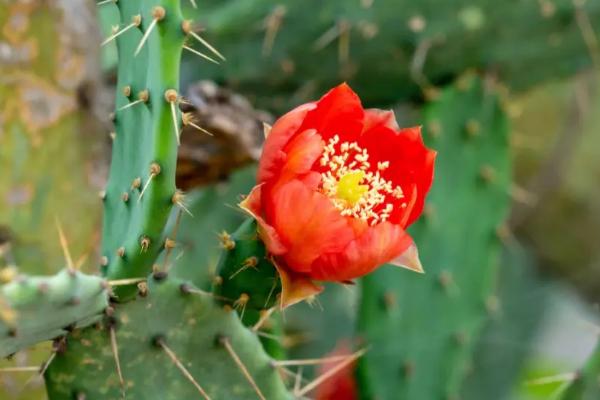 仙人掌的花长什么样子，花型较小都开在刺座上面