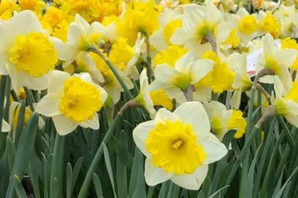 西洋水仙的花语，寓意无悔青春和单纯