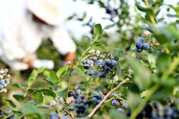 适合蓝莓生长的土壤，酸性在4.5-5.5之间